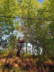 Crataegus fluviatilis