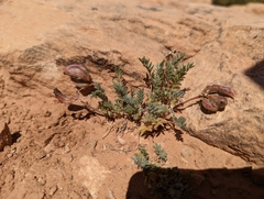 Astragalus naturitensis