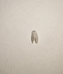 Niphopyralis