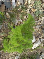 Prangos ferulacea