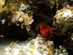 Protula bispiralis