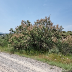 Tamarix canariensis