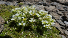 Cerastium uniflorum