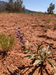 Penstemon breviculus