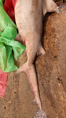 Ganges Shark photo 5