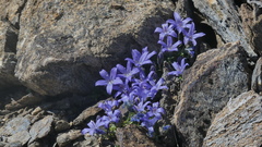 Campanula cenisia