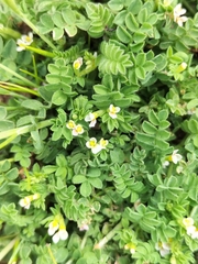 Ornithopus perpusillus