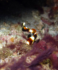 Plectorhinchus vittatus