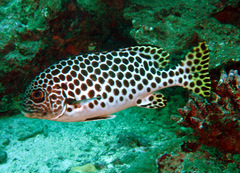 Plectorhinchus macrospilus