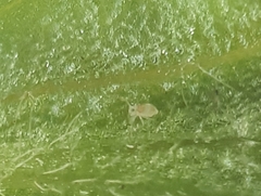 Deuterosminthurus bicinctus