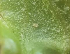 Deuterosminthurus bicinctus