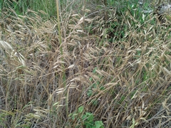 Bromus