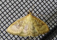 Crocidophora serratissimalis