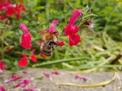Bombus pascuorum