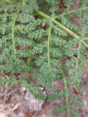 Thapsia gummifera