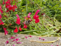 Bombus pascuorum