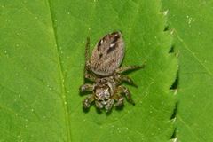 Evarcha arcuata