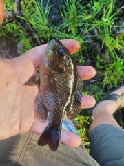 Lepomis punctatus