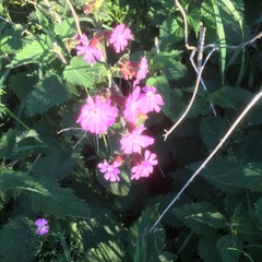 Silene dioica