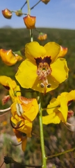 Verbascum fontqueri
