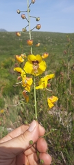 Verbascum fontqueri