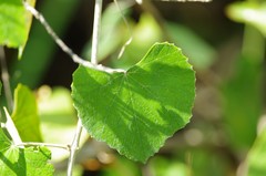 Vitis shuttleworthii