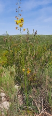 Verbascum fontqueri