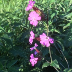 Silene dioica