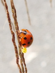 Harmonia dimidiata