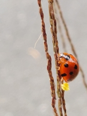 Harmonia dimidiata