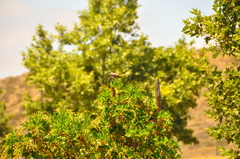 Mimus polyglottos