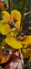 Verbascum fontqueri