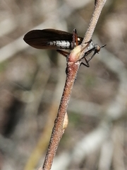 Empis borealis