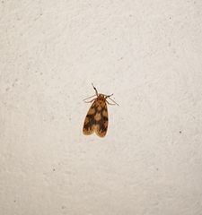 Miltochrista rubricosa