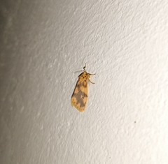 Miltochrista rubricosa