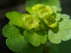 Chrysosplenium iowense