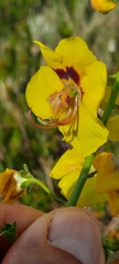 Verbascum fontqueri