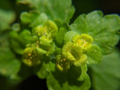 Chrysosplenium iowense