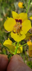 Verbascum fontqueri