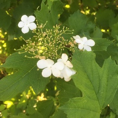 Viburnum opulus