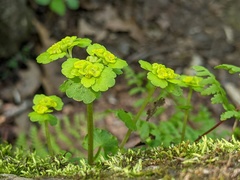 Chrysosplenium iowense