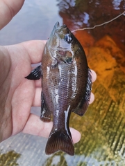 Lepomis punctatus