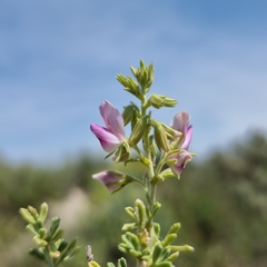 Ononis tridentata
