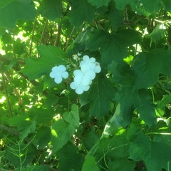 Viburnum opulus