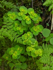 Chrysosplenium iowense