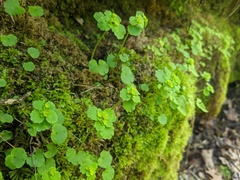 Chrysosplenium iowense