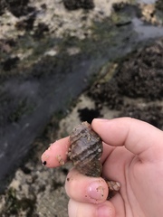 Ocenebrinae