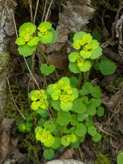 Chrysosplenium iowense