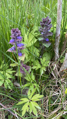 Ajuga pyramidalis