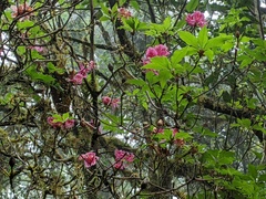 Rhododendron chilanshanense